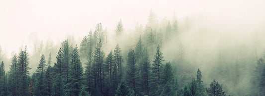 Our partnership with Rising Forests and the wonder of trees