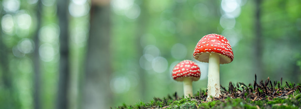 Father Christmas and Fly Agaric Folklore
