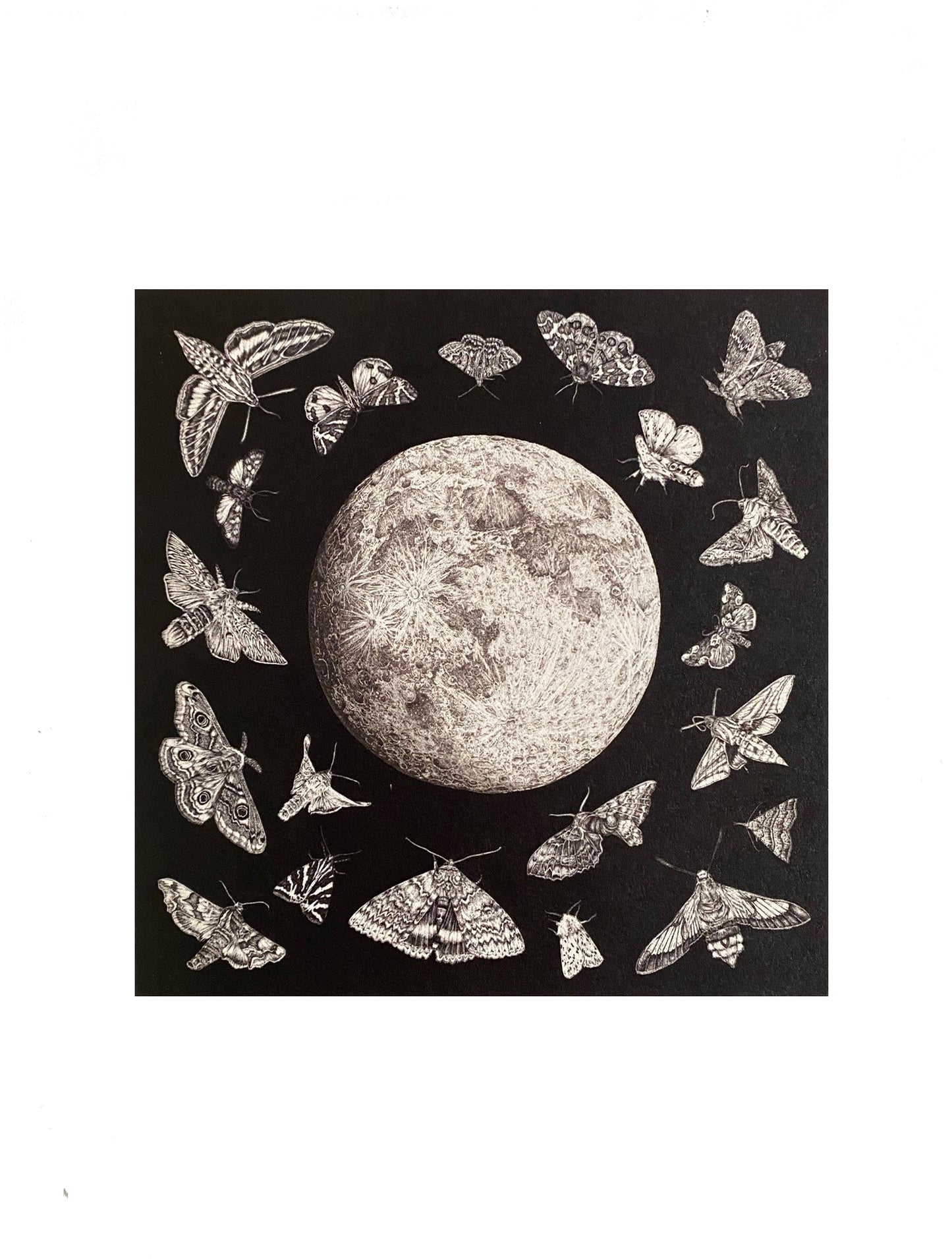 Moth & Moon Greeting Card